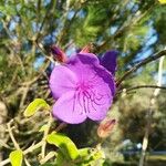 Tibouchina urvilleana Flor