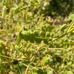 Phacelia ramosissima 葉