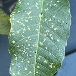 Carya pallida Hoja