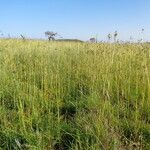 Themeda triandra Alkat (teljes növény)