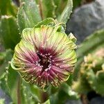 Culcitium serratifolium Flower