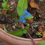 Commelina diffusa Flor