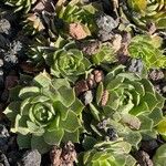 Aeonium lancerottense Rinde