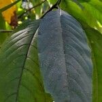 Justicia adhatoda Leaf