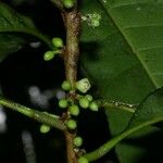 Chrysophyllum venezuelanense Otro