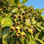 Corymbia ficifoliaFulla