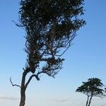 Tabebuia rosea Habit