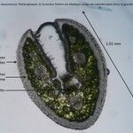 Festuca vasconcensis Otro