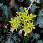 Petrosedum rupestre Flower
