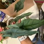 Alocasia heterophylla List