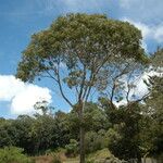 Acacia koaia Alkat (teljes növény)