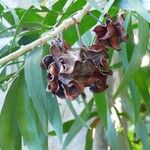 Acacia auriculiformis Fruchs