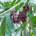 Acacia auriculiformis Fruit