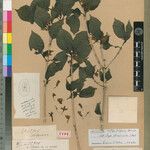 Ruttya fragrans Otro