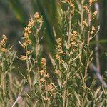 Artemisia cana Blomst