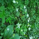 Ranunculus platanifolius Fula