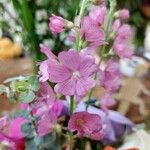 Sidalcea neomexicana Цвят