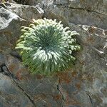 Saxifraga longifolia عادت