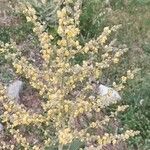 Verbascum pulverulentumЦветок