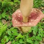 Amorphophallus muelleri Blüte