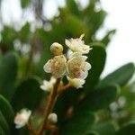Guioa villosa Flower