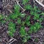 Geranium bicknellii Pokrój