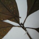 Chrysophyllum lucentifolium Otro