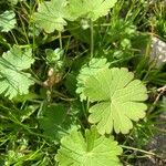 Geranium argenteum Blad