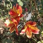 Alstroemeria ligtuFlor