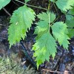 Actaea spicataपत्ता