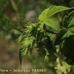 Humulus scandens Blüte