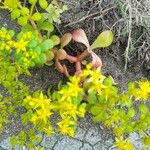 Sedum formosanum Hábito