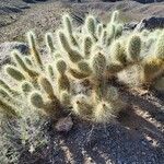 Opuntia polyacantha Leaf