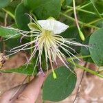 Capparis spinosaᱵᱟᱦᱟ