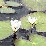 Nymphoides cordata autre