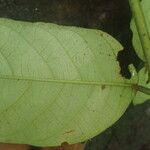 Trichilia prieuriana Feuille