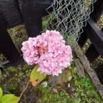 Hydrangea macrophylla Цветок