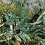 Dendrobium alaticaulinum Plante entière