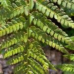 Polystichum setiferum Blad