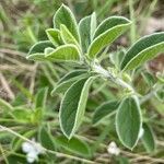 Barleria acanthoides Лист