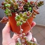 Sedum stahlii Ліст