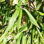 Phyllostachys aurea Blatt