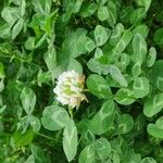 Trifolium repens Floare