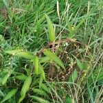 Persicaria hydropiper Habitat