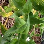 Hesperis matronalis Leaf