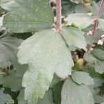 Hibiscus syriacus Leaf