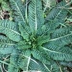 Dipsacus sativus Leaf