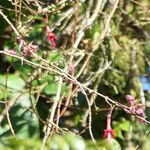 Fuchsia regia Fleur