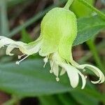 Silene baccifera Žiedas