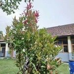 Photinia glabra List